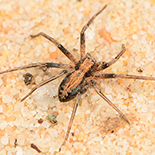 Philodromus grossi